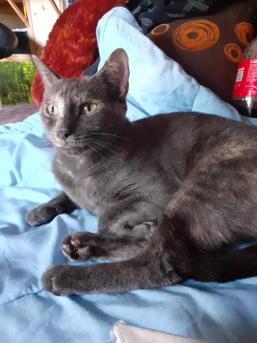 Chatte Perdue 44 Loire-Atlantique - Nounours