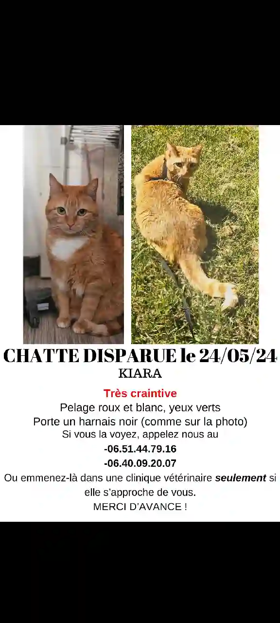 Chatte Perdue 49 Maine-et-Loire Angers - Kiara