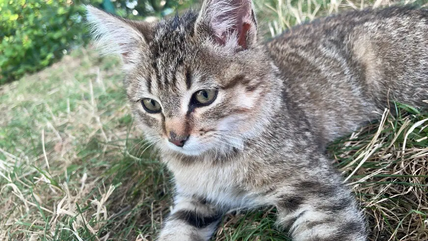 Chatte Perdue 49 Maine-et-Loire Brissac-Loire-Aubance - Cherry