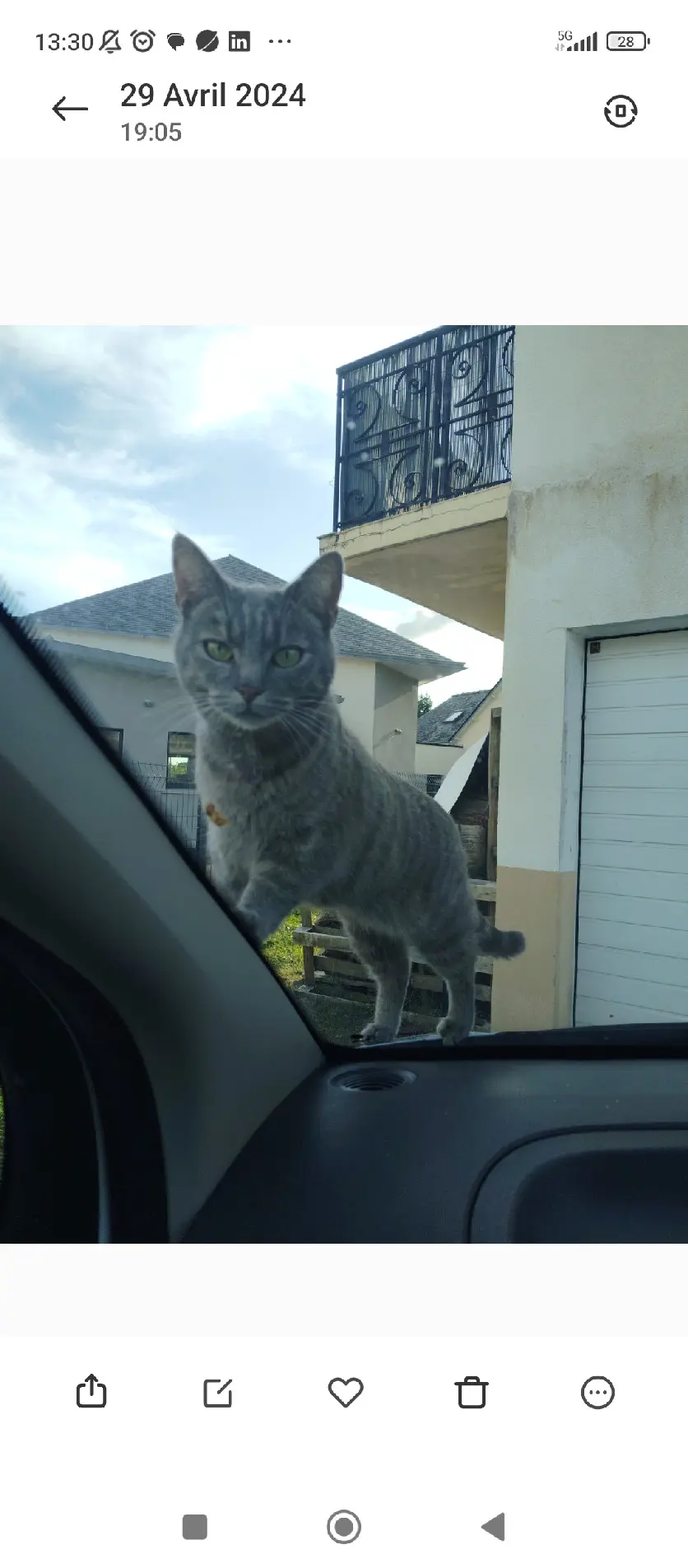 Chatte Perdue 53 Mayenne - Rayure