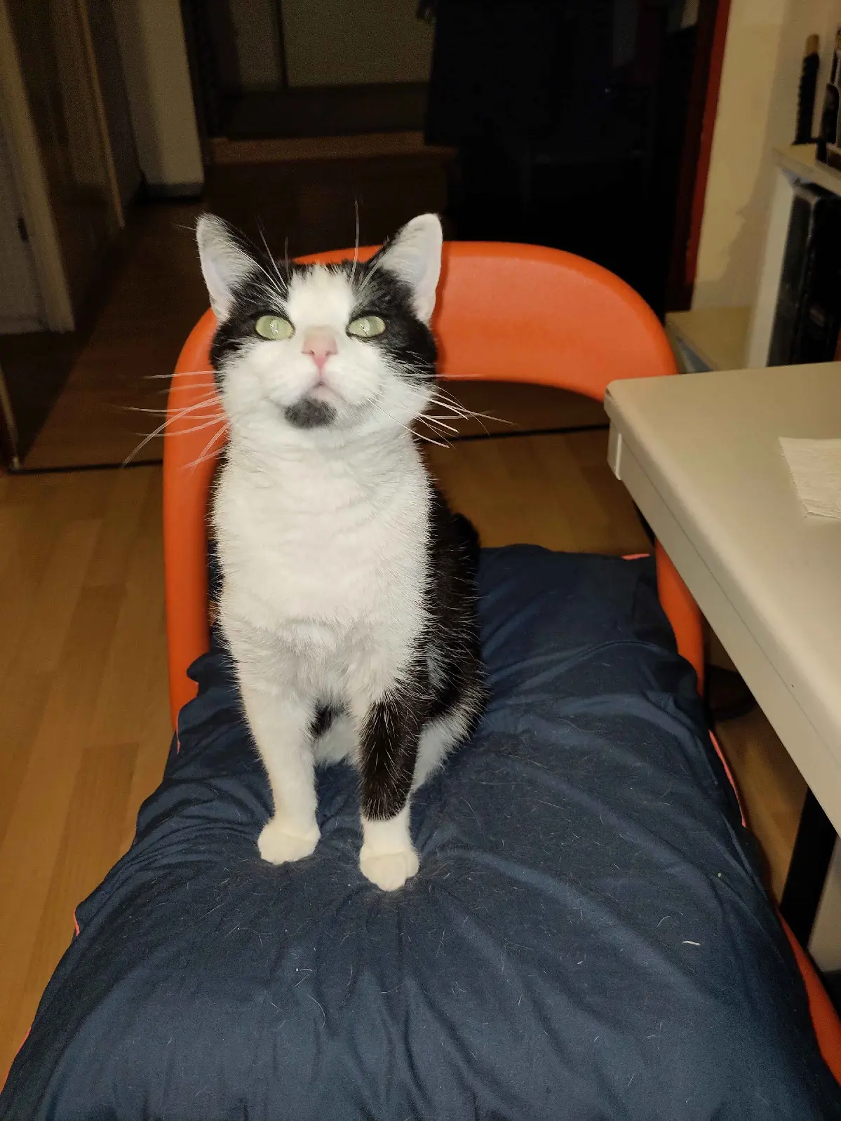 Chatte Perdue 59 Nord Lille