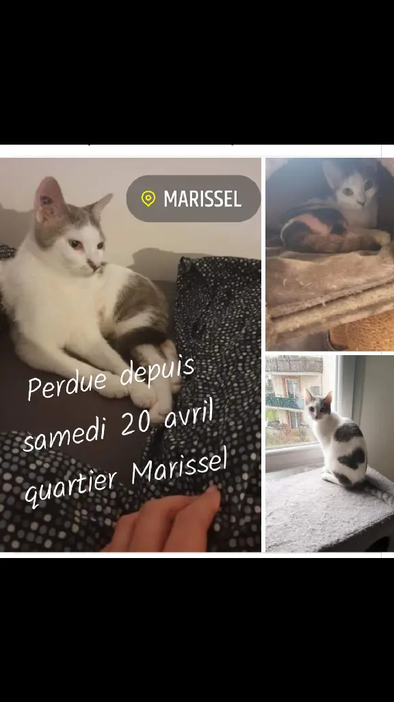 Chatte Perdue 60 Oise - Louna