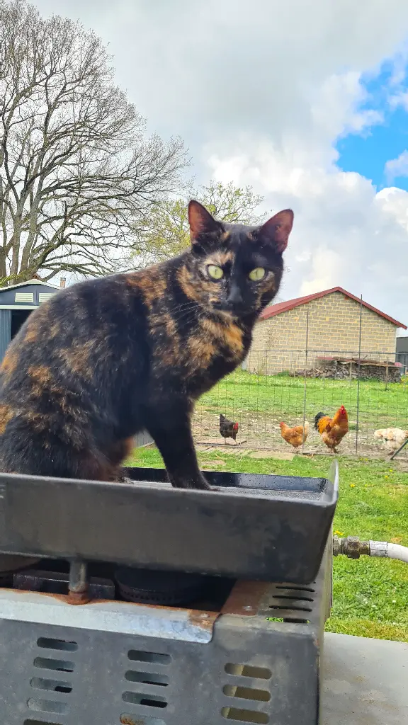 Chatte Perdue 64 Pyrénées-Atlantiques - Cookie