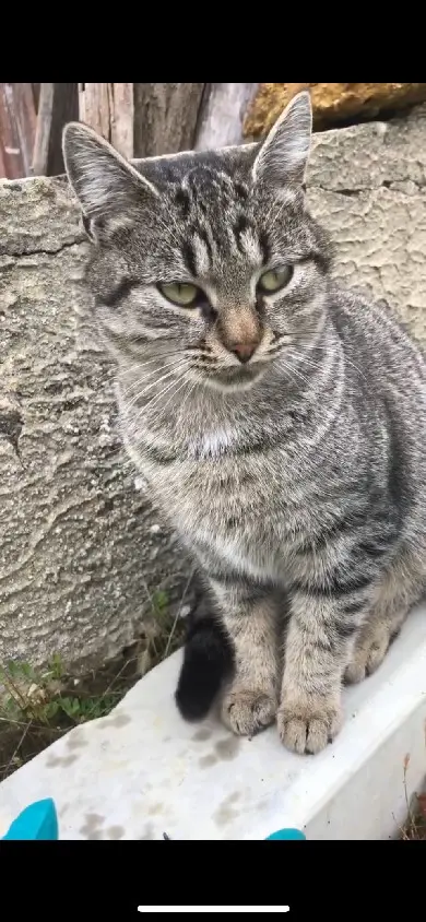 Chatte Perdue 64 Pyrénées-Atlantiques - Miou