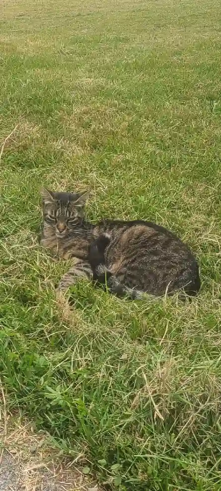 Chatte Perdue 65 Hautes-Pyrénées - Tartine