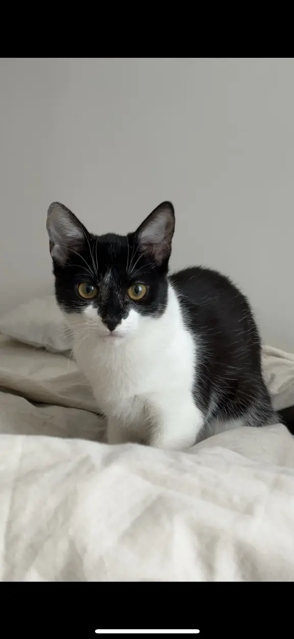 Chatte Perdue 67 Bas-Rhin Strasbourg - Mozza