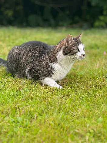 Chatte Perdue 77 Seine-et-Marne - Fidji