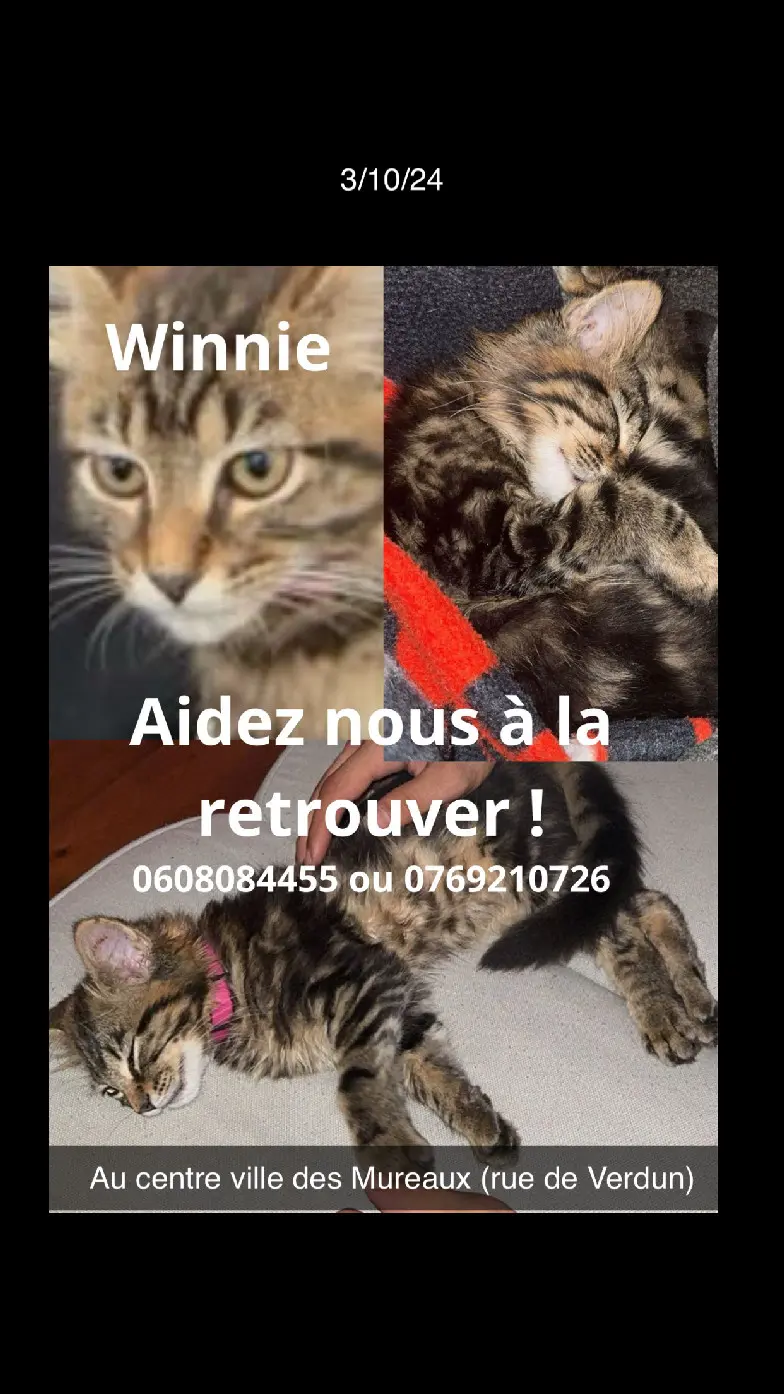 Chatte Perdue 78 Yvelines - Winnie