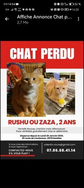 chatte lost   81170 Noailles Rushu ou Zaza