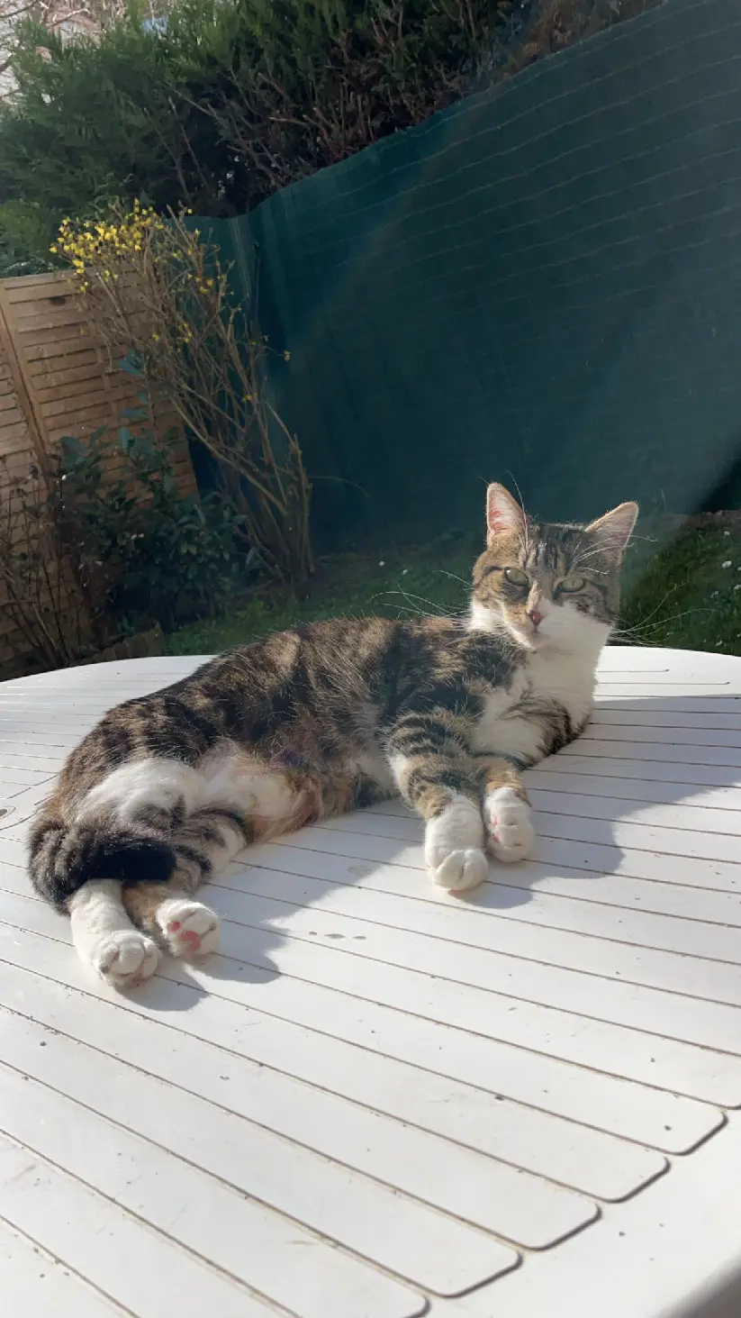 Chatte Perdue 91 Essonne - Pistache