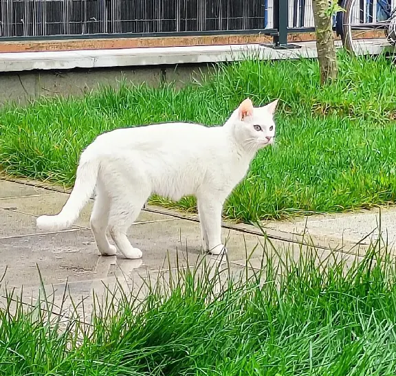 Chatte Perdue 92 Hauts-de-Seine - Neige