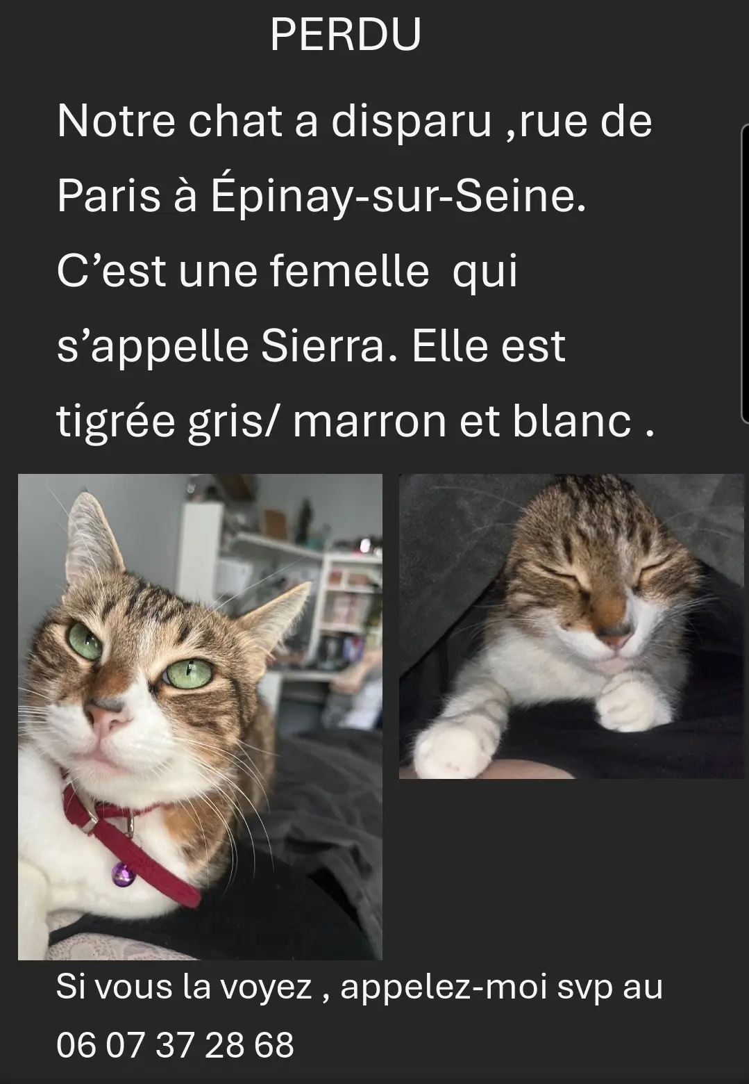 Chatte Perdue 93 Seine-Saint-Denis