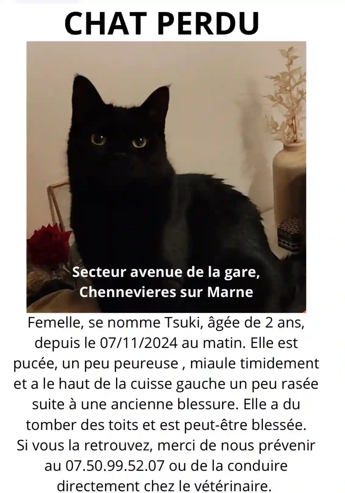 Chatte Perdue 94 Val-de-Marne - Tsuki