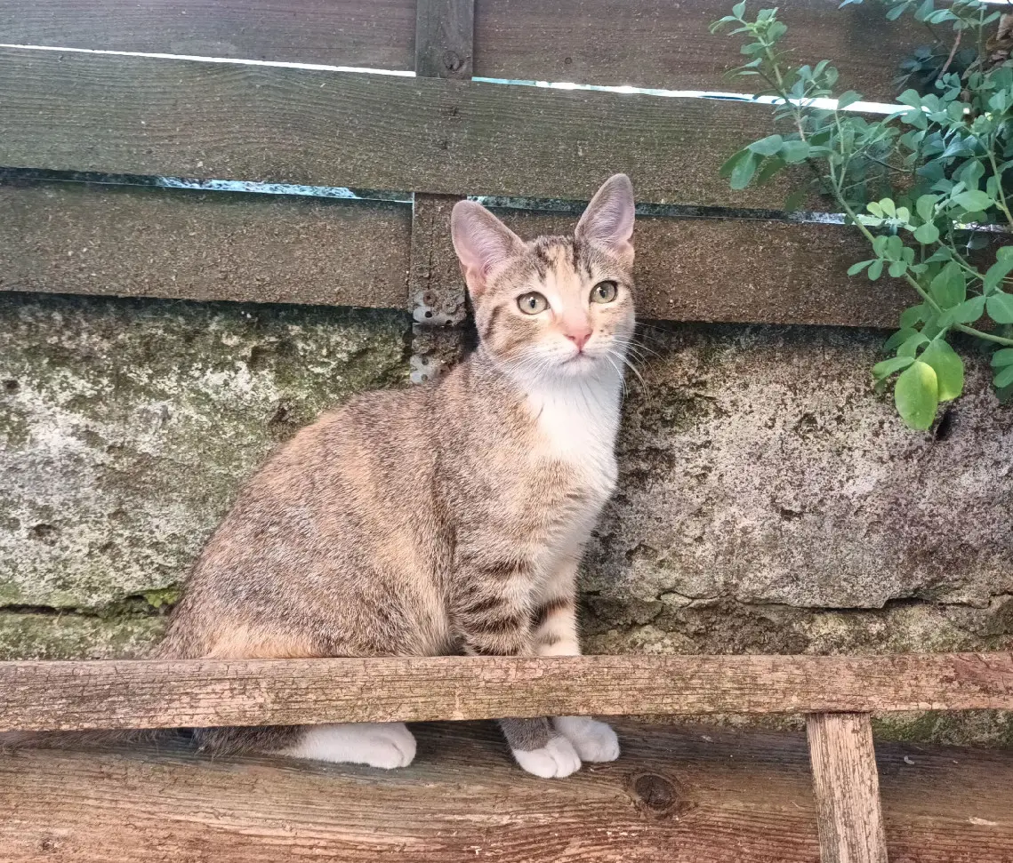 Chatte Trouvée 17 Charente-Maritime