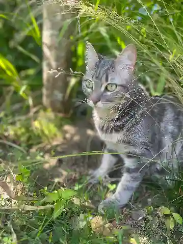 Chatte Trouvée 22 Côtes-d'Armor - Aya