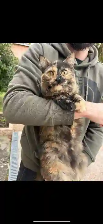 Chatte Trouvée 31 Haute-Garonne - Yuna