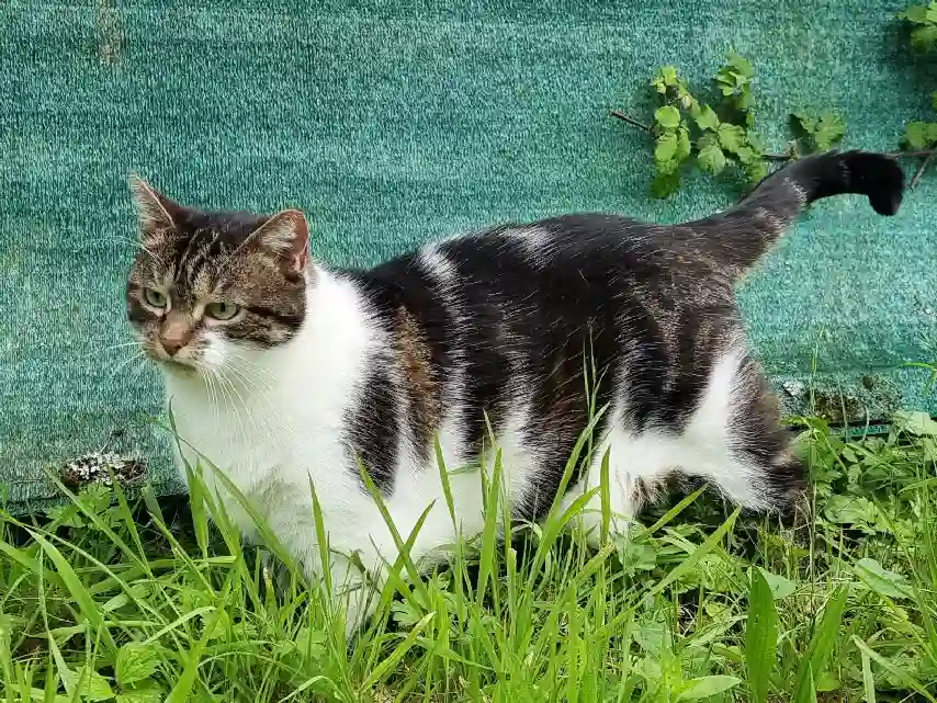 Chatte Trouvée 35 Ille-et-Vilaine - Charlie