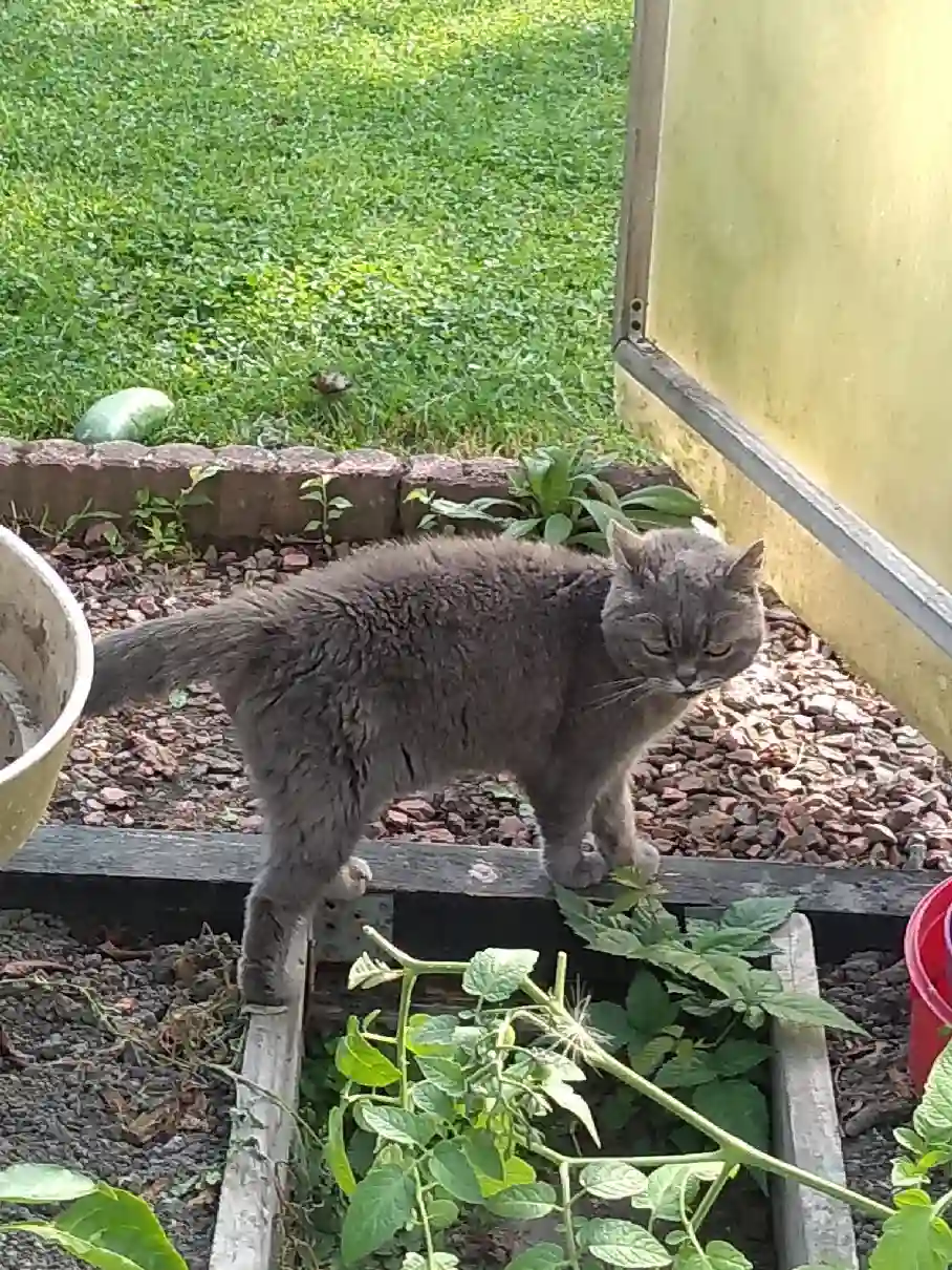 Chatte Trouvée 59 Nord - Minouche