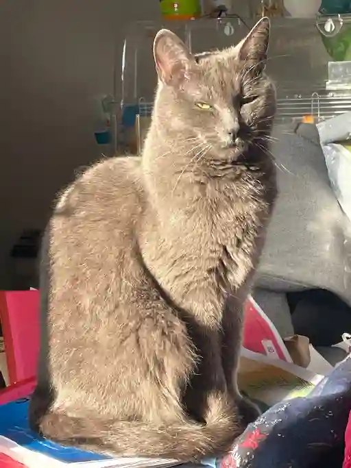 Chatte Trouvée 59 Nord - Saphira