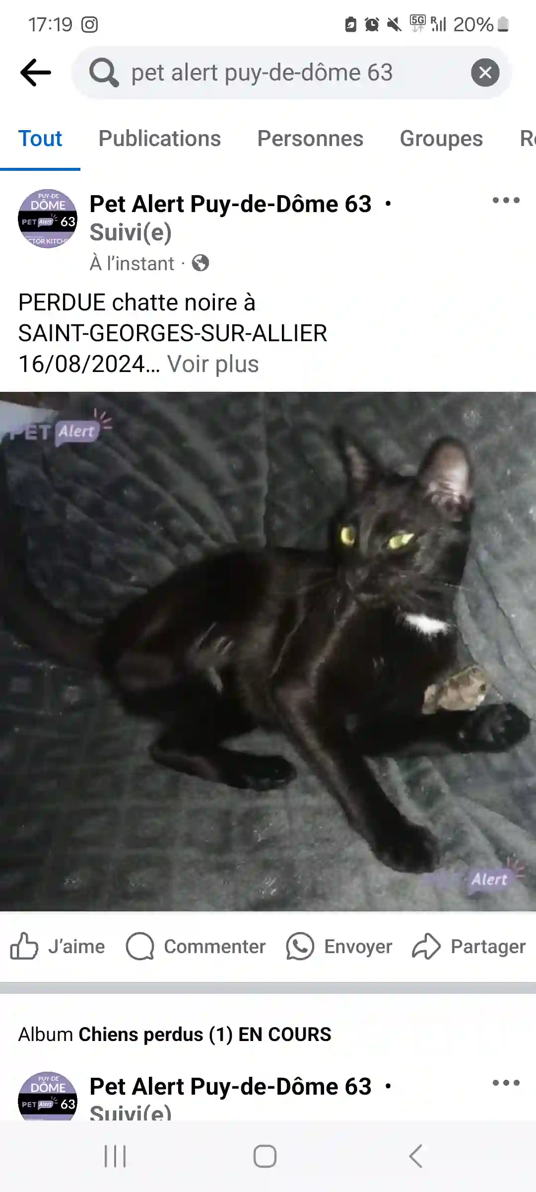 Chatte Trouvée 63 Puy-de-Dôme - Baghera