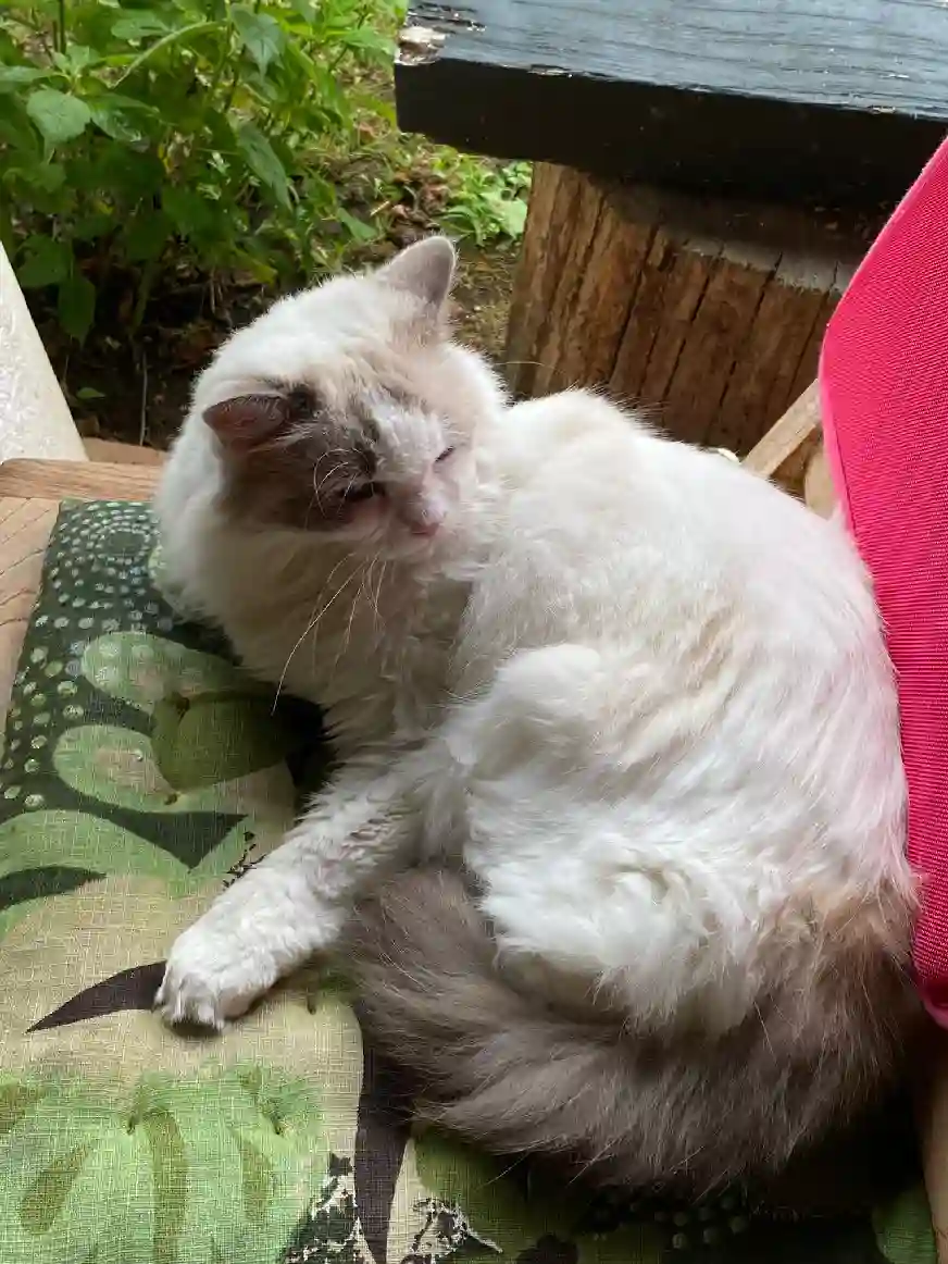 Chatte Trouvée 64 Pyrénées-Atlantiques - Gaia