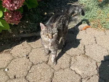 Chatte Trouvée 67 Bas-Rhin