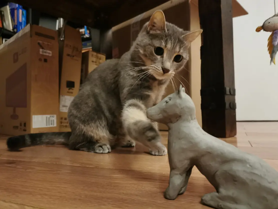 Chatte Trouvée 71 Saône-et-Loire