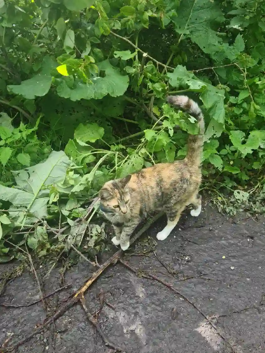 Chatte Trouvée 79 Deux-Sèvres - Fay