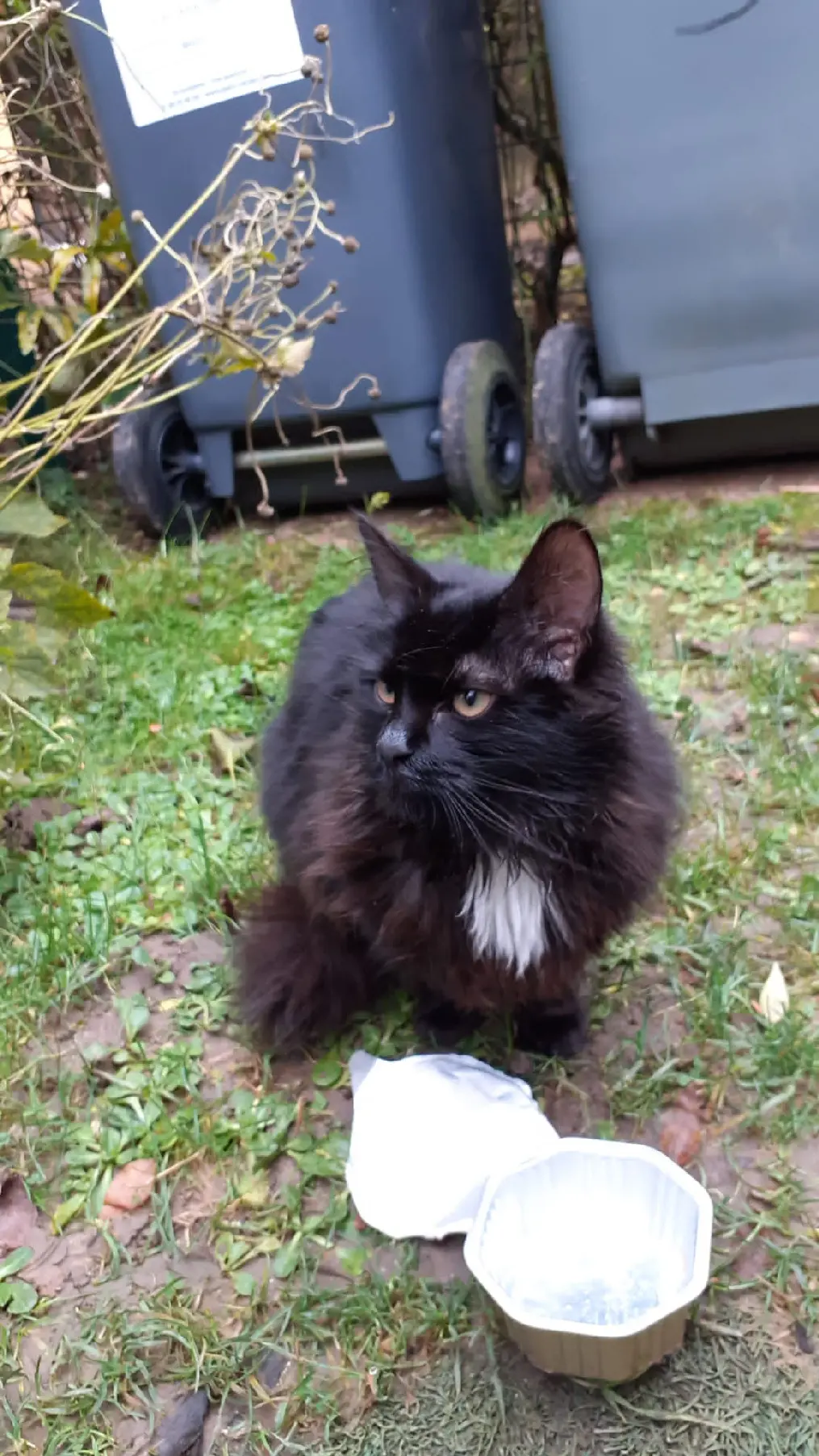 Chatte Trouvée 91 Essonne