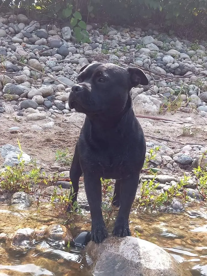 Chien Perdu 07 Ardèche - Tilou