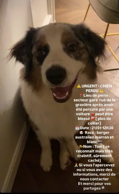 chien lost   08000 Charleville-Mézières Tom