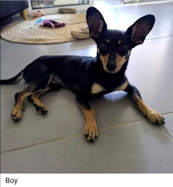 chien lost   12000 Rodez Boy