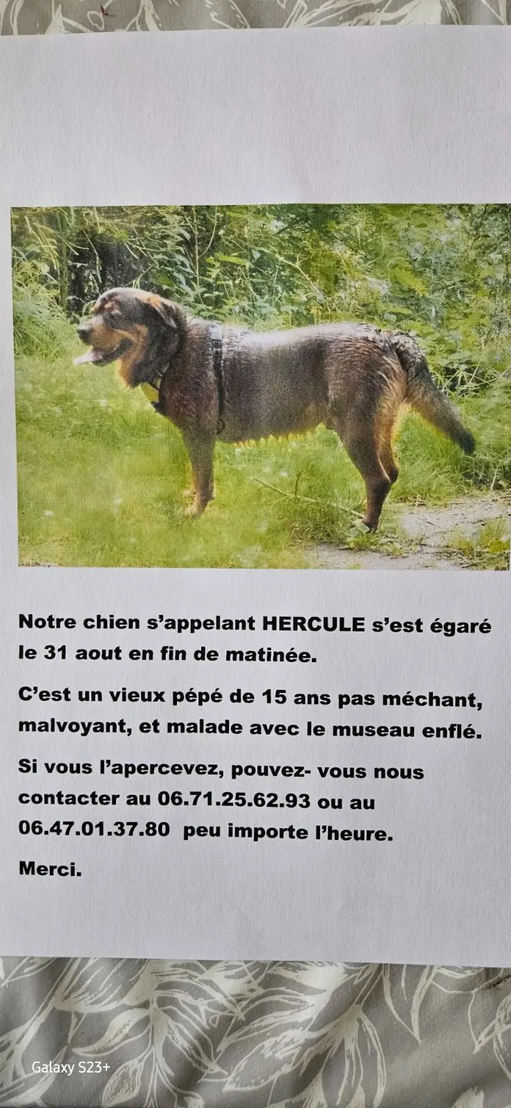 Chien Perdu 12 Aveyron