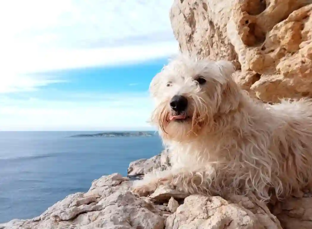 Chien Perdu 13 Bouches-du-Rhône Marseille - Sam