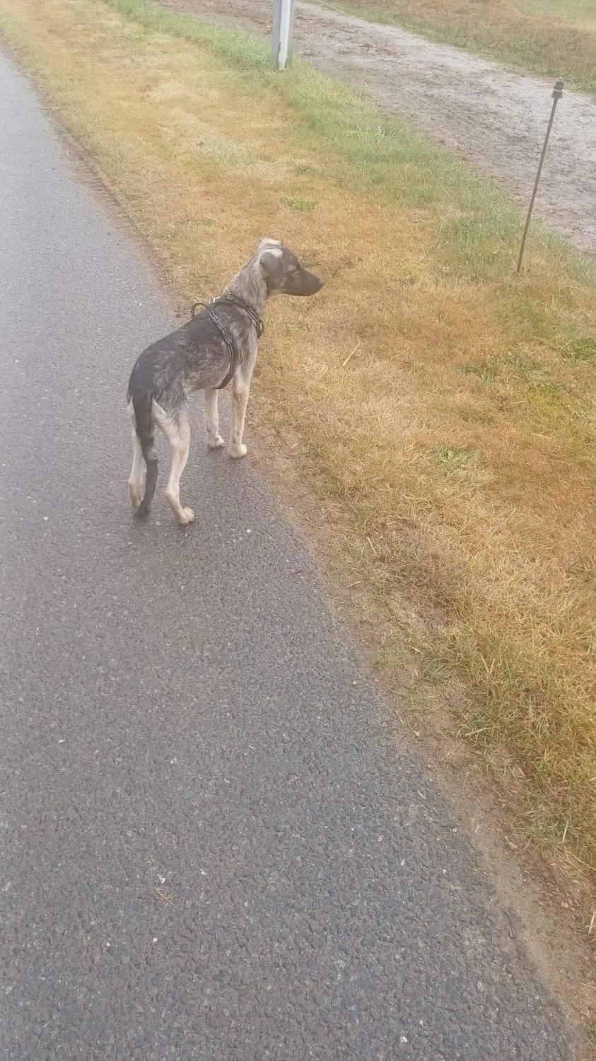 Chien Perdu 22 Côtes-d'Armor - Elio