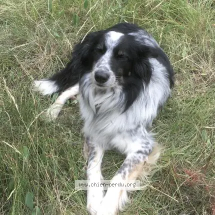 Chien Perdu 31 Haute-Garonne - Brac