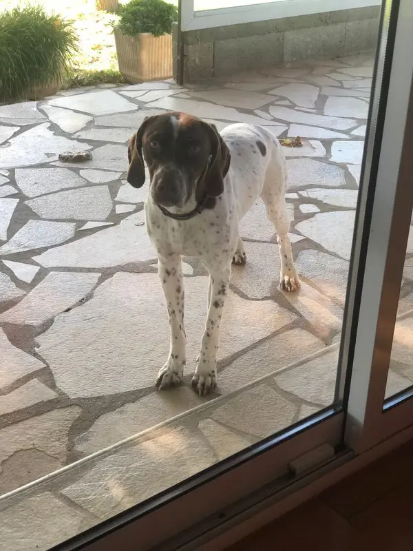 Chien Perdu 34 Hérault