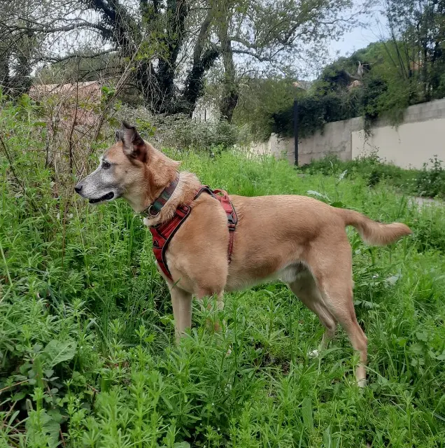 chien lost    Montpellier Geri