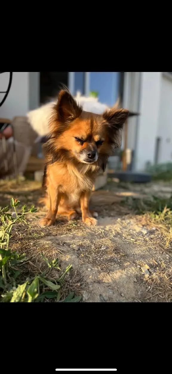 Chien Perdu 35 Ille-et-Vilaine - Cookie