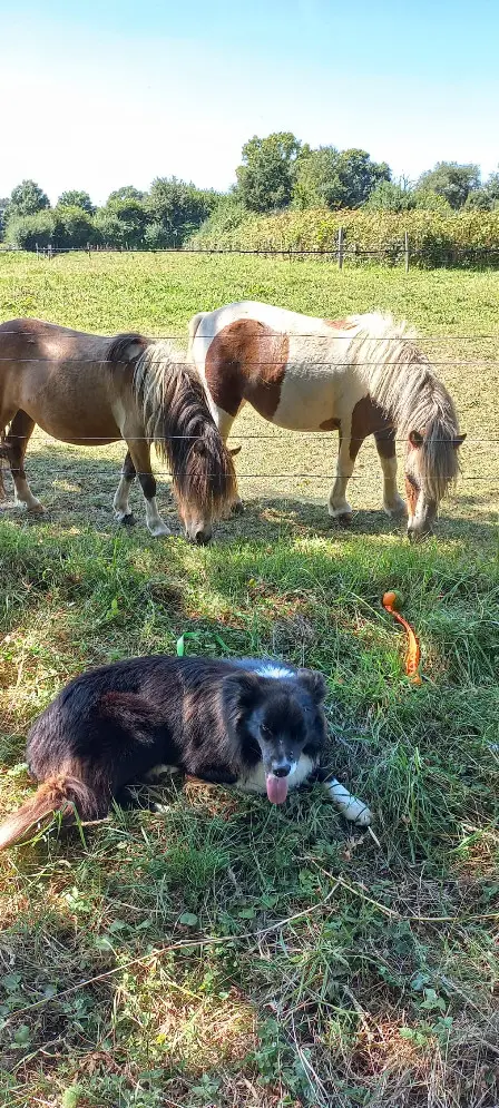 Chien Perdu 35 Ille-et-Vilaine - Serj