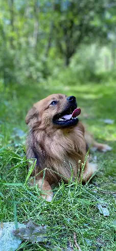 Chien Perdu 35 Ille-et-Vilaine - Taz