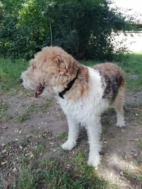 Chien Perdu 48 Lozère - Titi