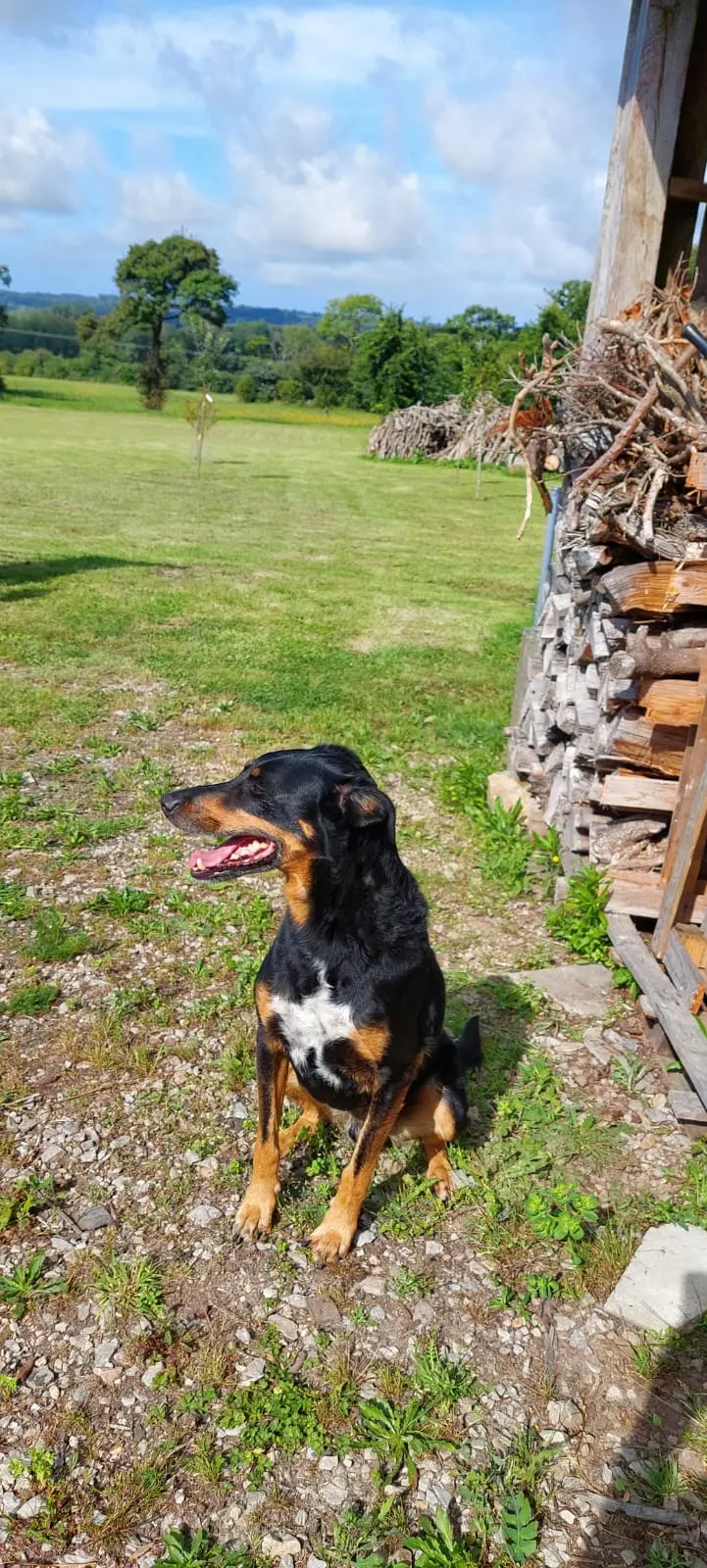 Chien Perdu 50 Manche Bricquebec-en-Cotentin - Wangha