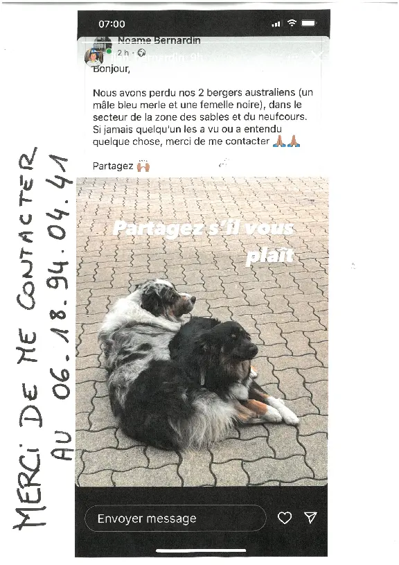 Chien Perdu 54 Meurthe-et-Moselle - Oslo-et-tylou