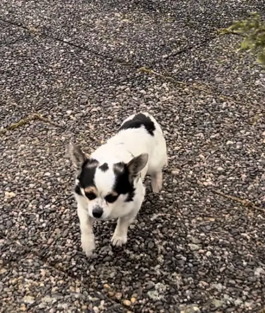 Chien Perdu 64 Pyrénées-Atlantiques - Doudou