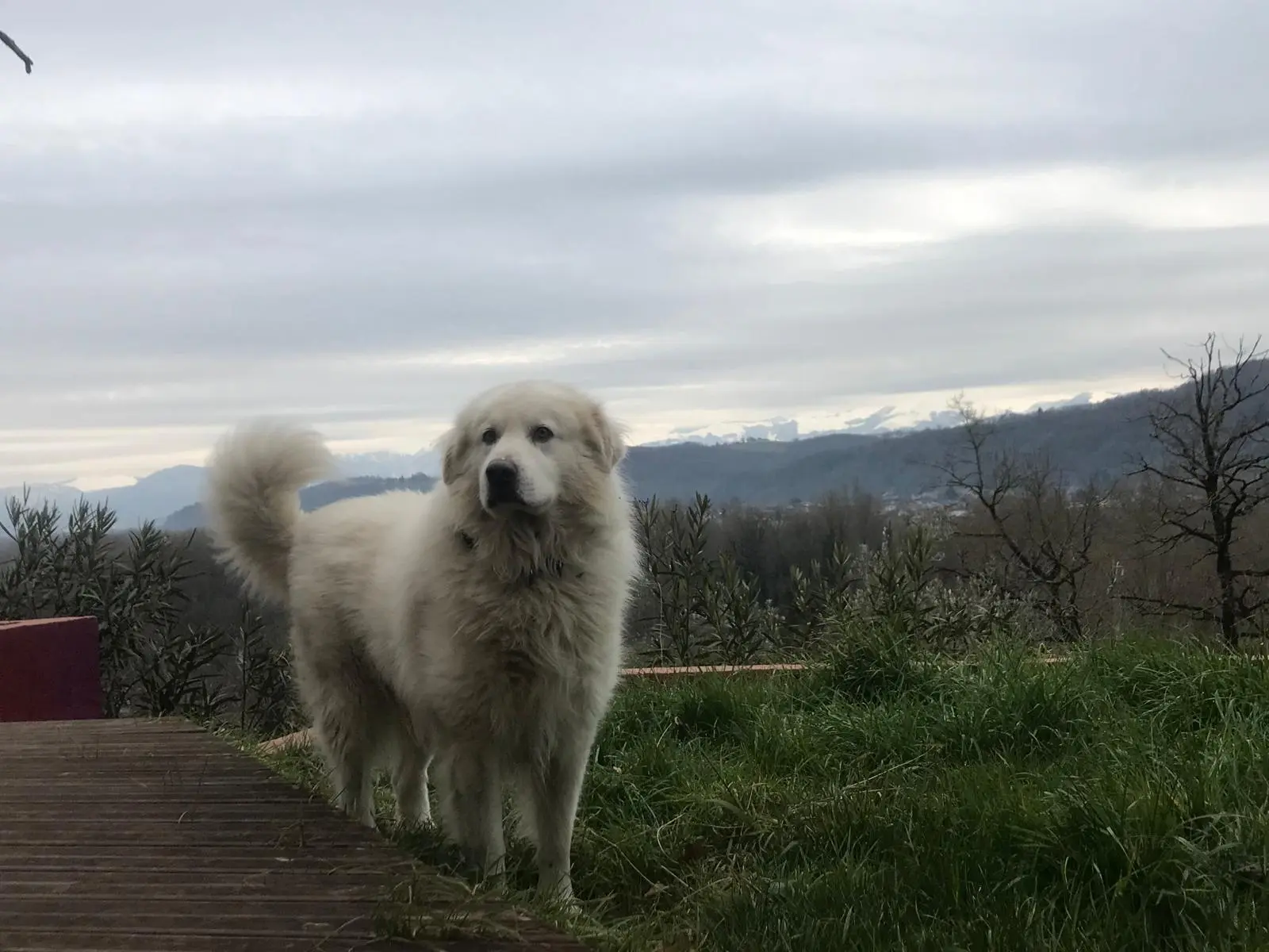 Chien Perdu 64 Pyrénées-Atlantiques - Hardite