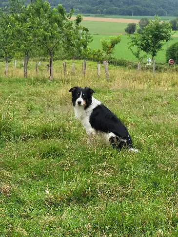 Chien Perdu 64 Pyrénées-Atlantiques