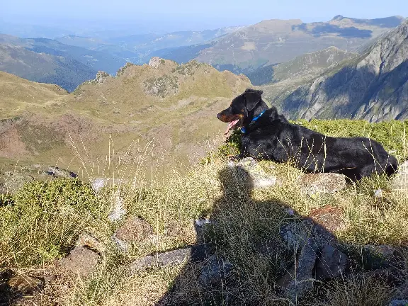 Chien Perdu 65 Hautes-Pyrénées - Titus