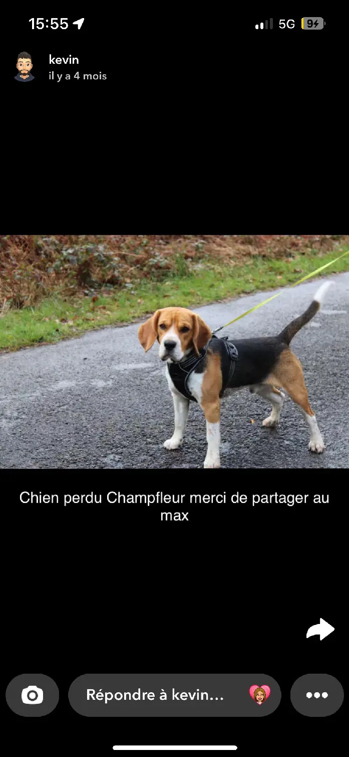 Chien Perdu 72 Sarthe - Tornade