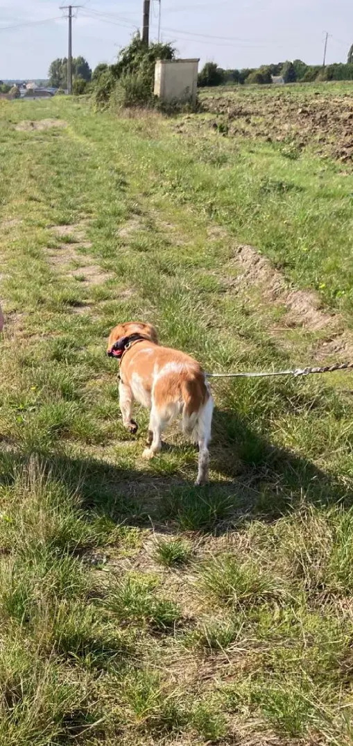 Chien Perdu 77 Seine-et-Marne